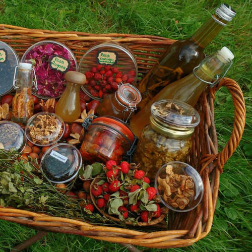 Oogsten-uit-de-natuur-leven-met-de-natuur-zelfvoorziendend-leven-eten-uit-de-natuur-paddenstoelen-plukken